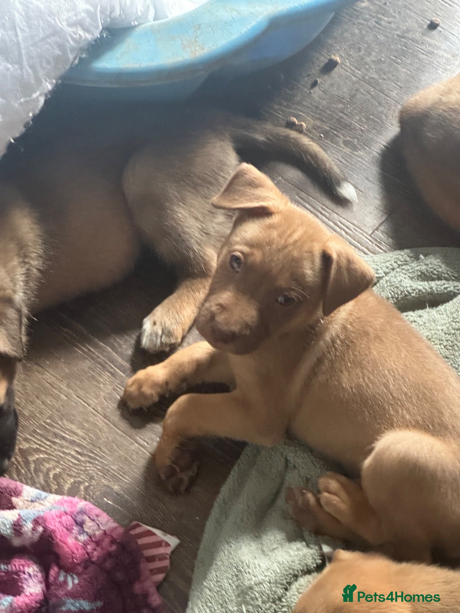 Mixed Breed dogs Puppy’s  - Advert 2