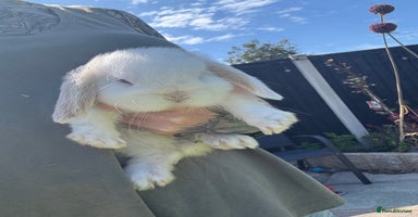 Mini Lop rabbits - Advert 7