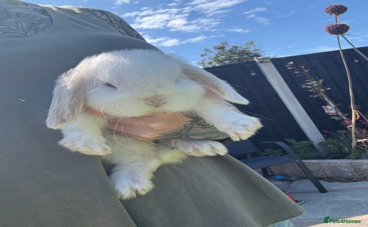 Mini Lop rabbits - Advert 3