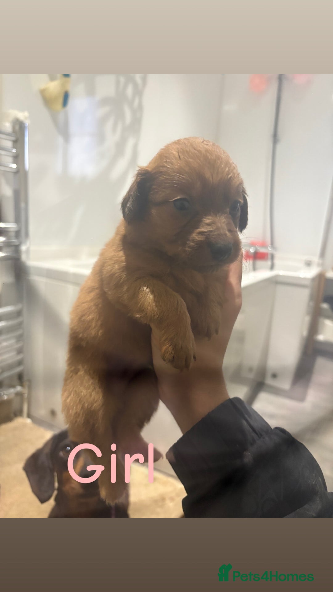 Mixed Breed dogs for sale: Dachound x Pomerania  - Advert 4