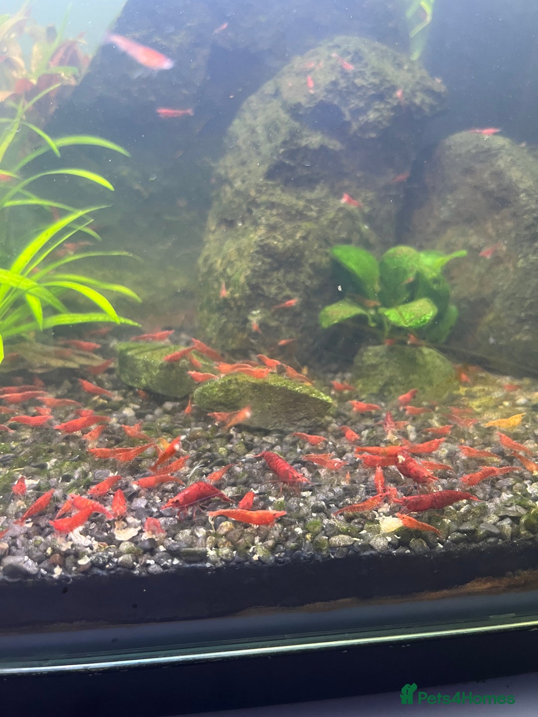 Shrimps fish for sale: Neocaridina Red Cherry Shrimp Mid Grade  - Image 3