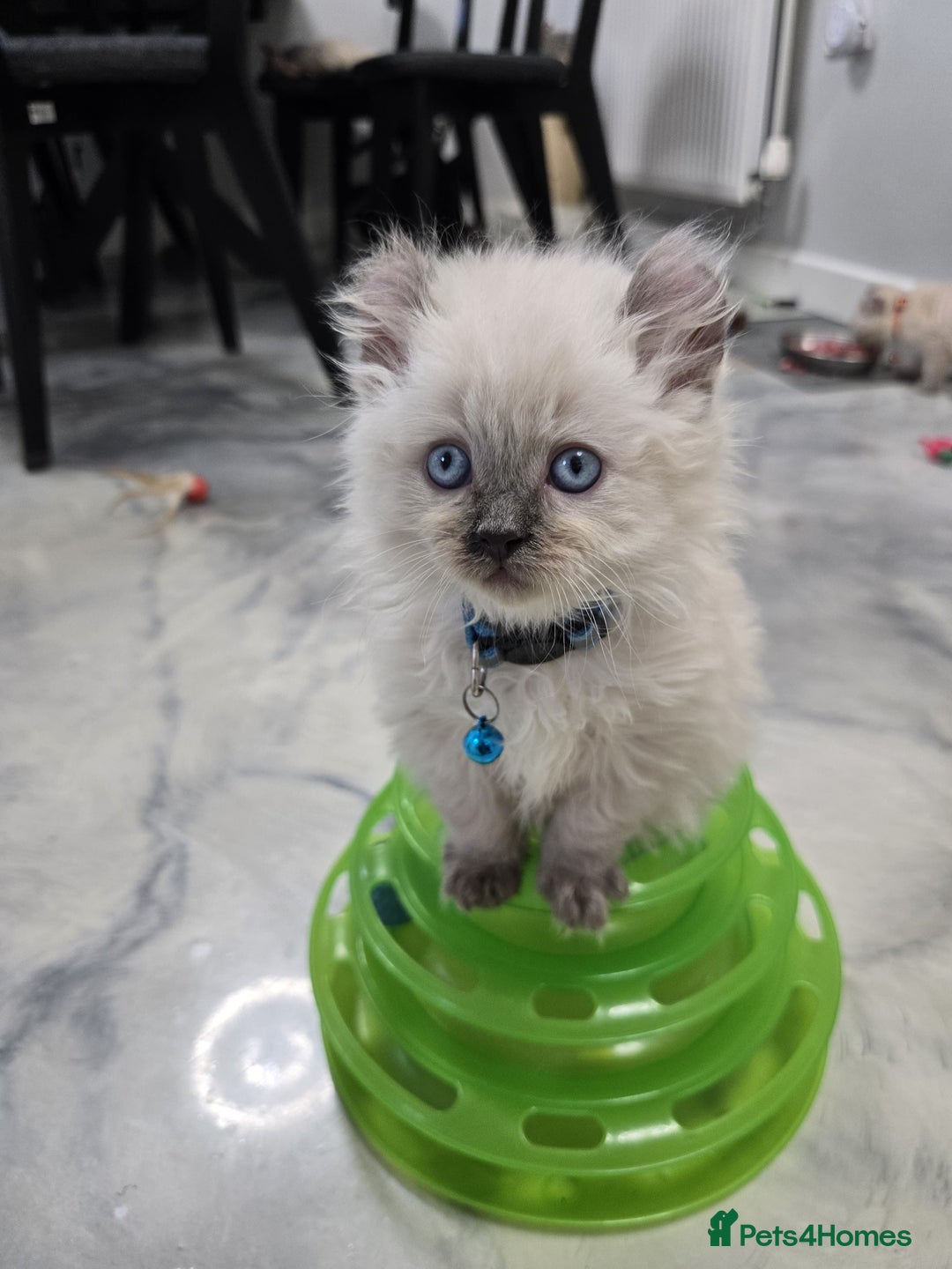 American Curl cats for sale: RARE, Unique, Affectionate American Curl Kittens!  - Advert 21