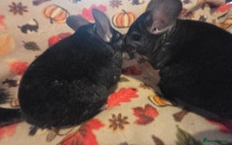 Chinchilla rodents for sale: Black pearl Carriers - Image 33