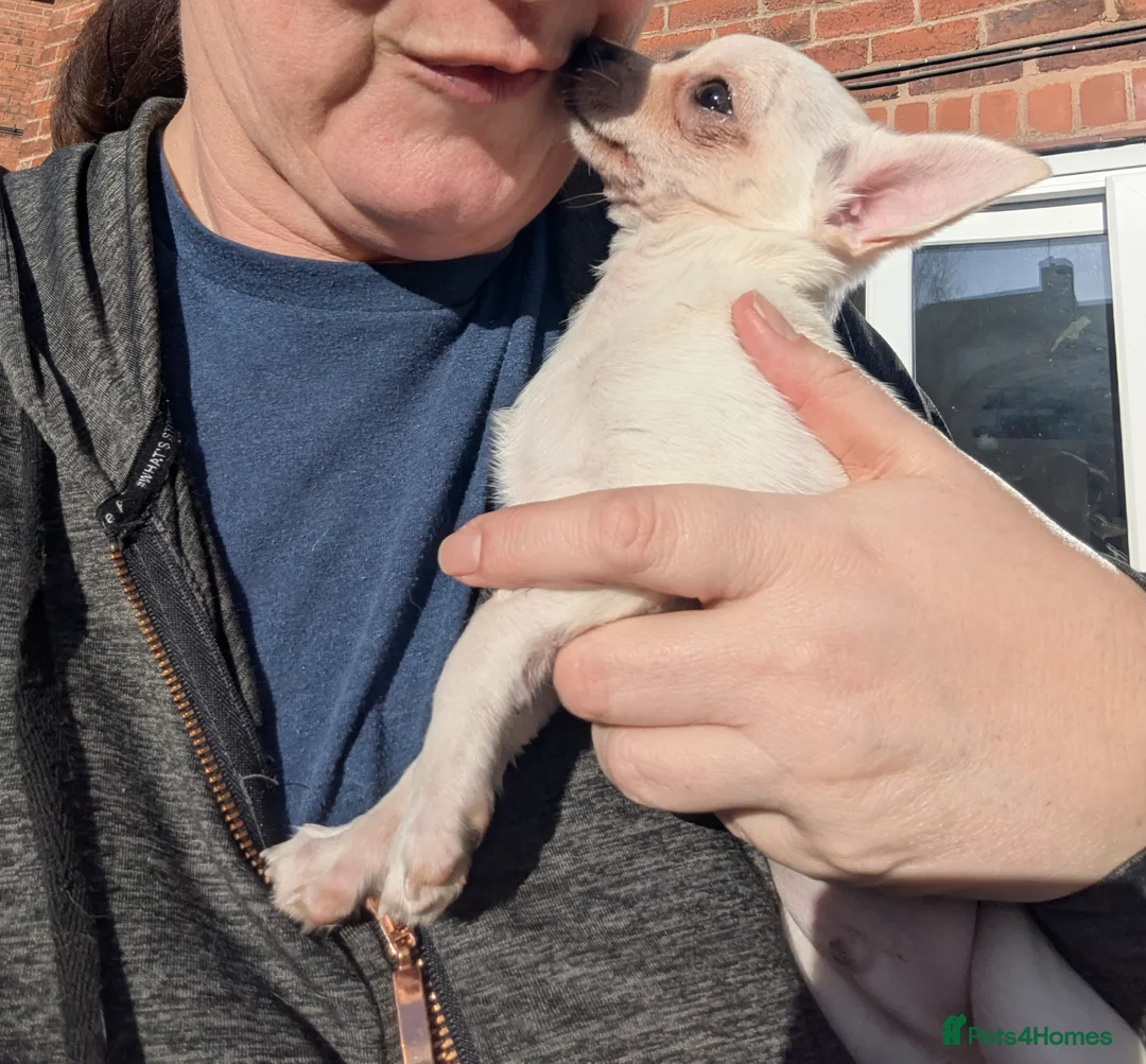 Chihuahua dogs for sale: ONE small toy pedigree Chihuahua - Advert 16