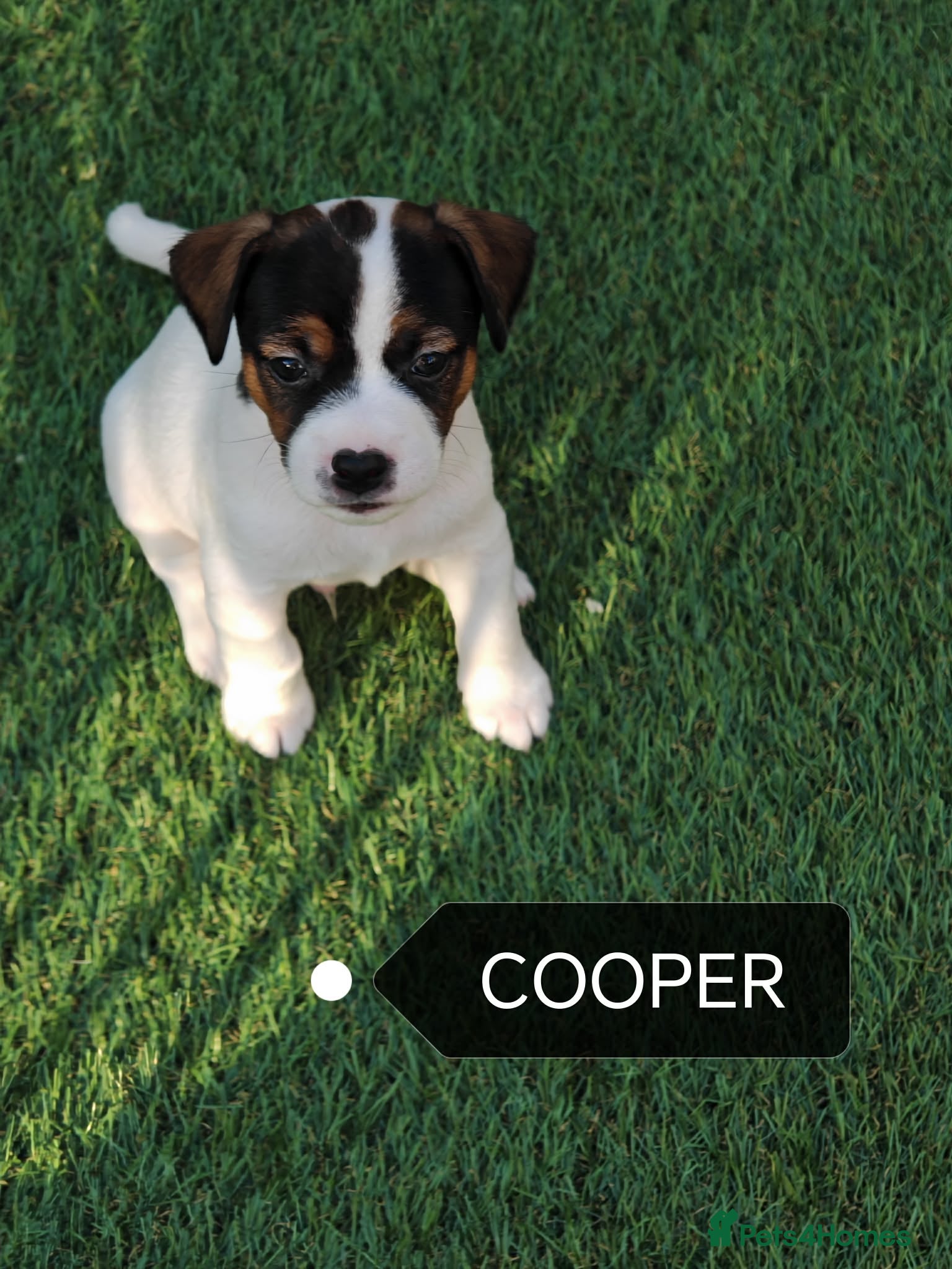 Jack Russell dogs BEAUTIFUL JACK RUSSELL PUPPIES AVAILABLE - Advert 2