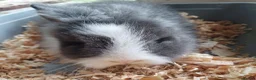 Lionhead rabbits for sale: Baby double main lionhead bunnies for sale  - Advert 3