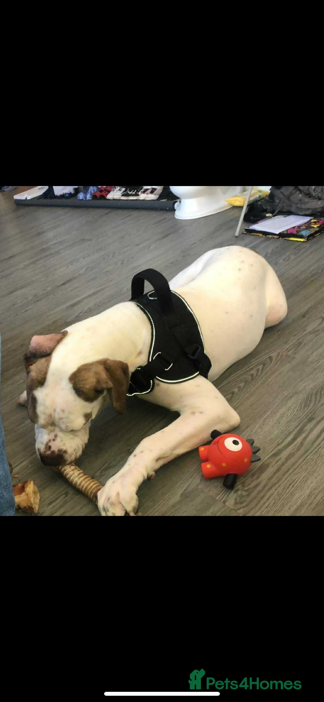 American Bulldog dogs for sale: 1 year old American bulldog- LULU. in Bracknell - Advert 3