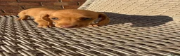 Miniature Dachshund dogs for sale: Long haired miniature dachshund - Advert 6