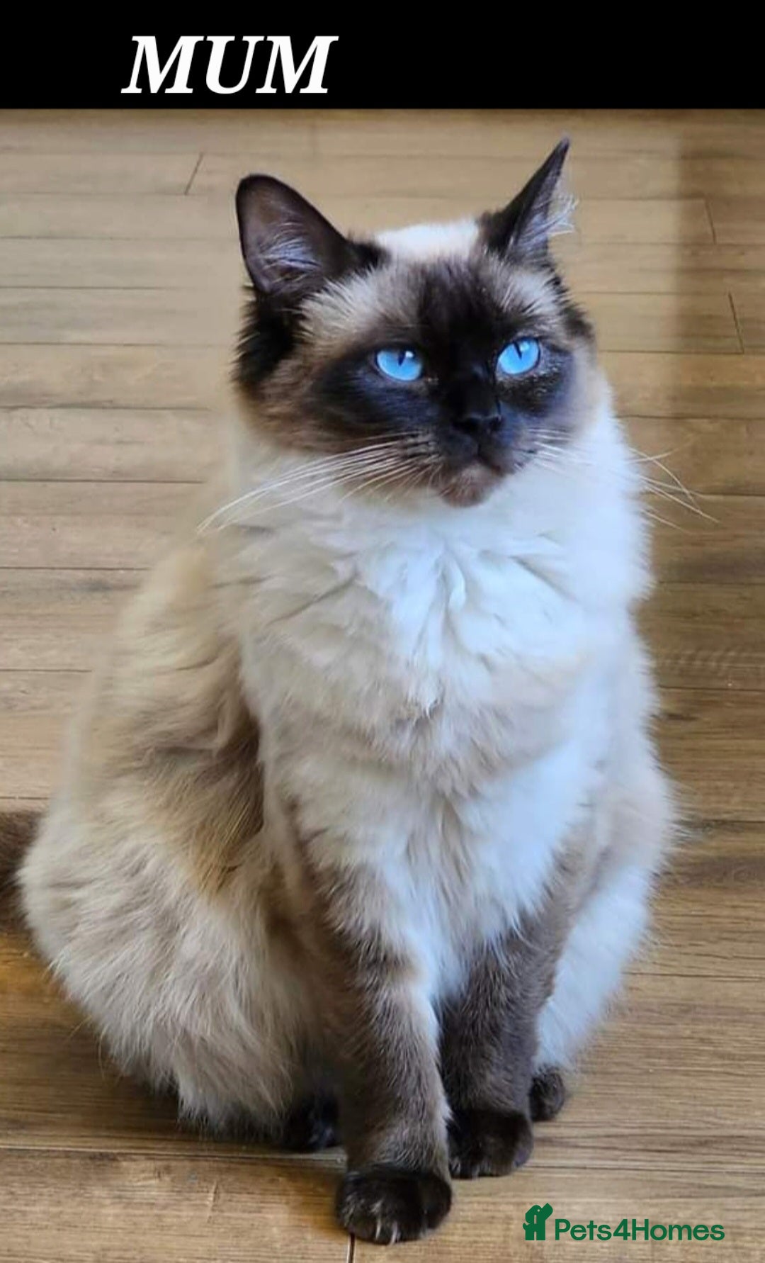 Ragdoll cats for sale: 5⭐️ Council licenced GCCF registered kittens  - Advert 2