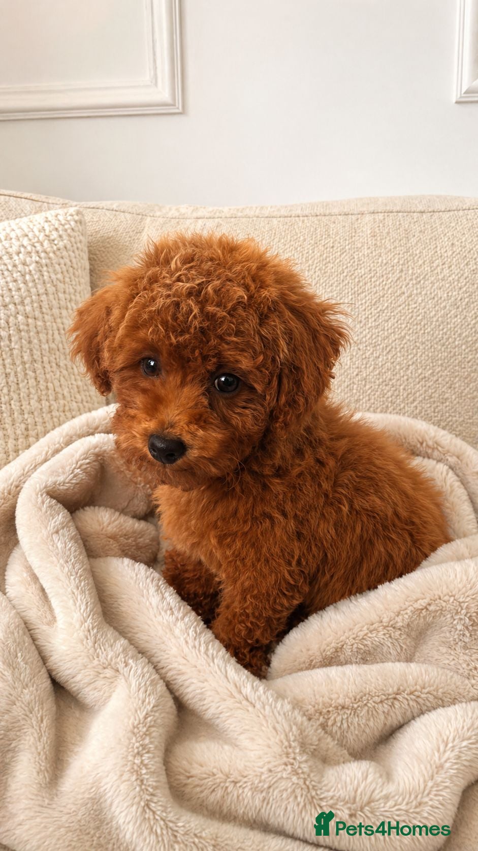 Poochon dogs Asian mini pochoon puppies -Tiny and Curly - Advert 16