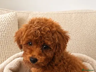 Poochon dogs Asian mini pochoon puppies -Tiny and Curly - Advert 16