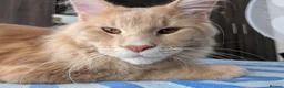 Maine Coon cats for sale: Beautiful Mainecoon cat (comes with everything)  - Advert 10