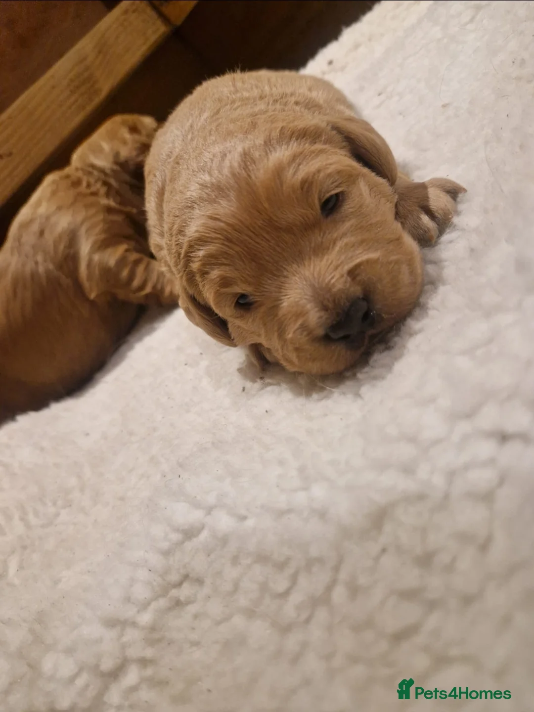 Labradoodle dogs for sale: Miniature labradoodle boys - Advert 18