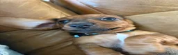 Dachshund dogs for sale: 2 dachshund puppies  - Advert 7