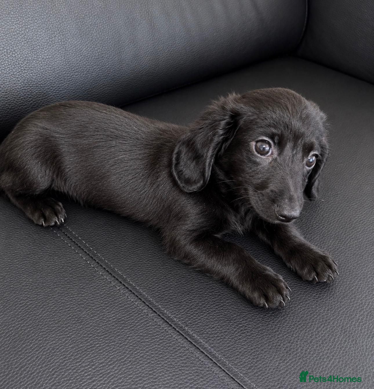 Dachshund dogs Dachshund puppys - Advert 4