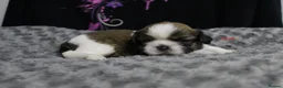 Shih Tzu dogs for sale: LOVELY CUTE SHIH TZU PUPPIES - Advert 16