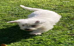 West Highland Terrier dogs for sale: Beautiful Westhighland White Terriers - Image 17