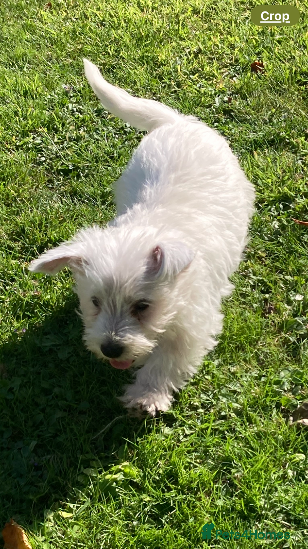 West Highland Terrier dogs for sale: Beautiful Westhighland White Terriers - Image 17