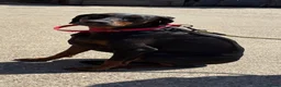 Dobermann dogs for sale: Ruby Beautiful Doberman Girl - Advert 9