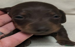 Miniature Dachshund dogs for sale: Quality KC / PRA Clear Minature Dachshund Puppies  - Image 18