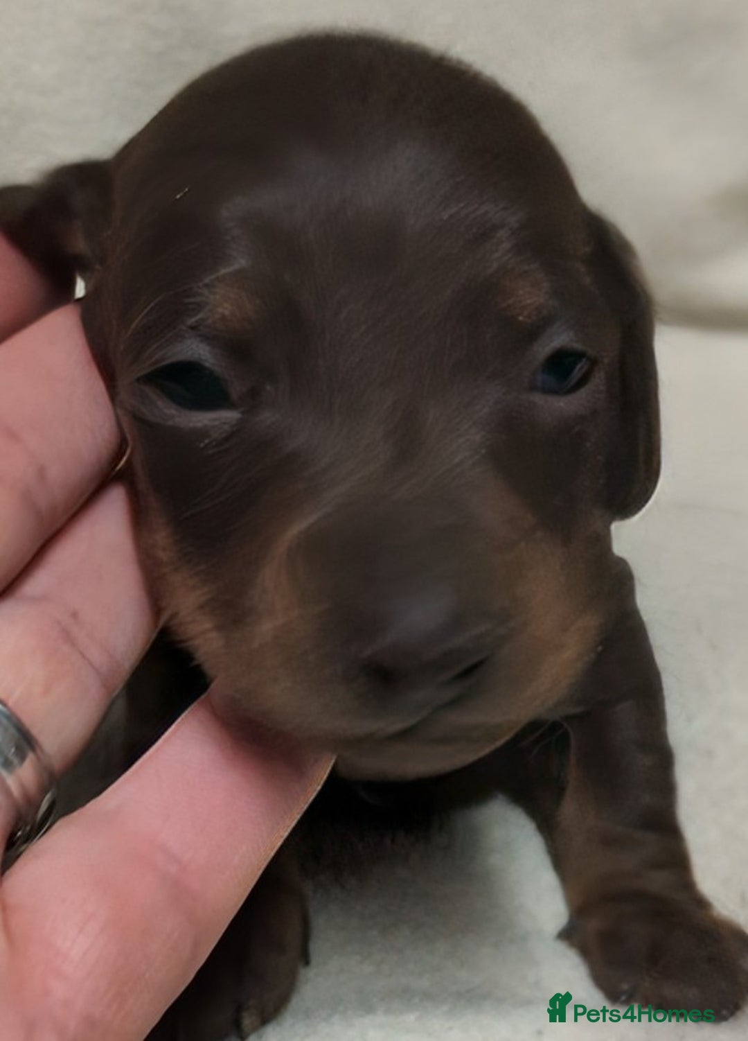 Miniature Dachshund dogs for sale: Quality KC / PRA Clear Minature Dachshund Puppies  - Image 18
