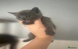 Mixed Breed cats for sale: 5 lovely playful kittens available  - Image 6