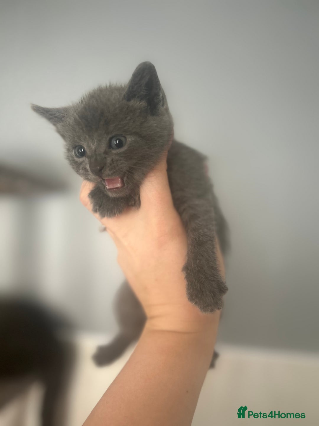 Mixed Breed cats for sale: 5 lovely playful kittens available  - Image 6