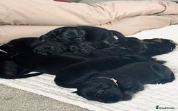 Mixed Breed dogs for sale: Golden Retriever/ German Shepherd puppies  - Image 1