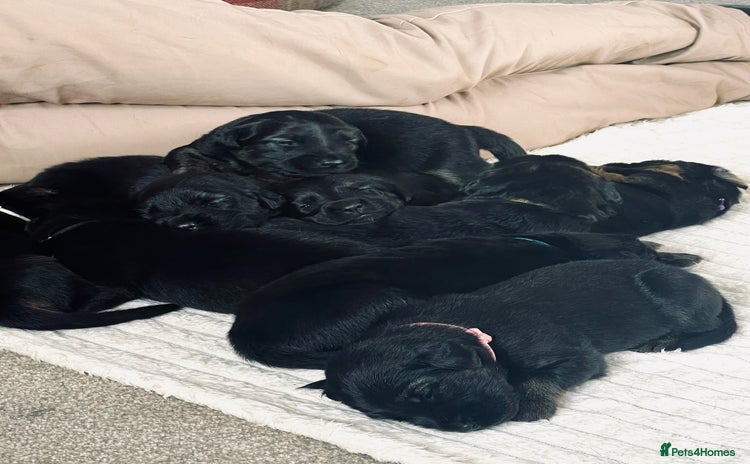 Mixed Breed dogs - Advert 2