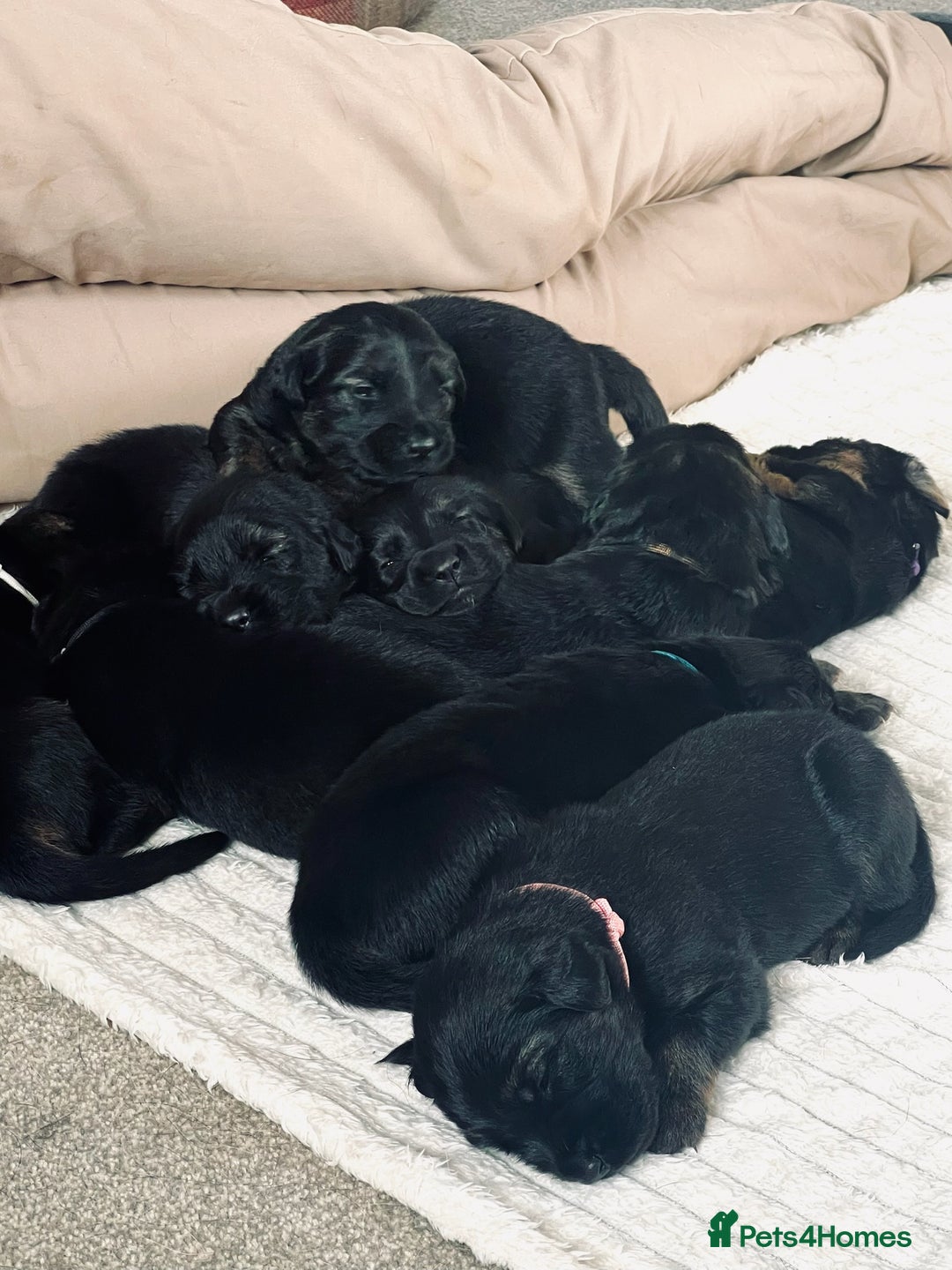 Mixed Breed dogs for sale: Golden Retriever/ German Shepherd puppies  - Image 1