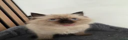 Ragdoll cats for sale: 3 female ragdoll kittens for sale - Advert 5