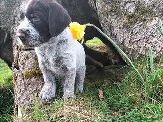 German Wirehaired Pointer dogs BEAUTIFUL CHUNKY KC REG GWP PUPS - Advert 2
