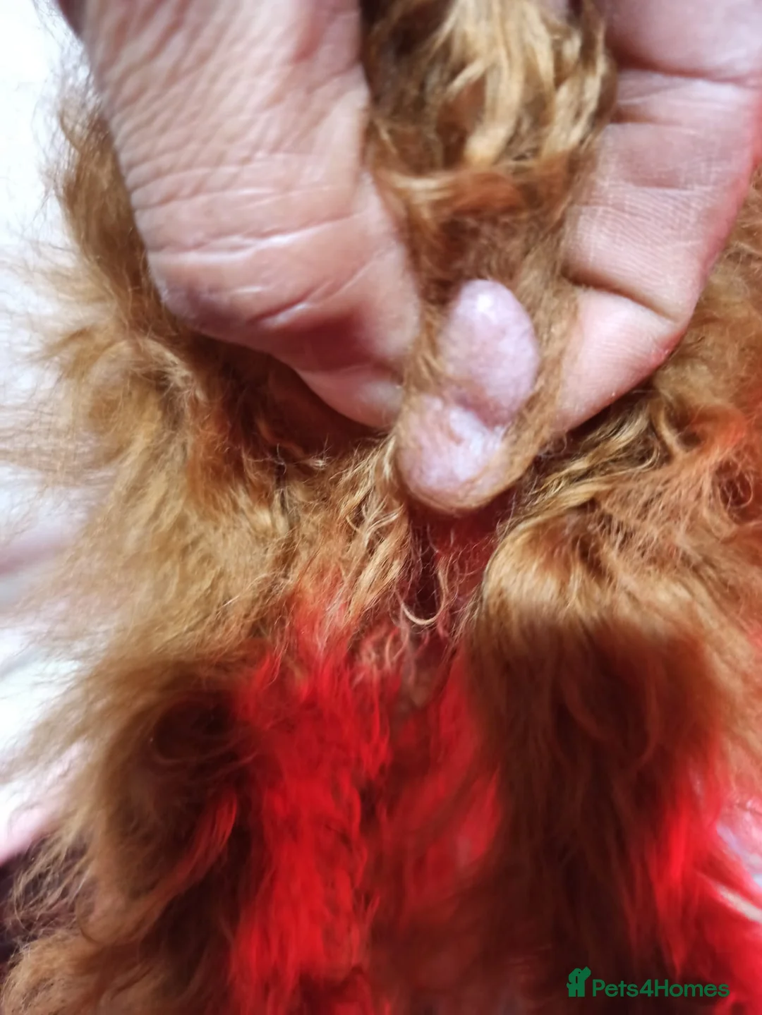 Toy Poodle dogs for sale: Asian toy poodle boy  - Advert 6