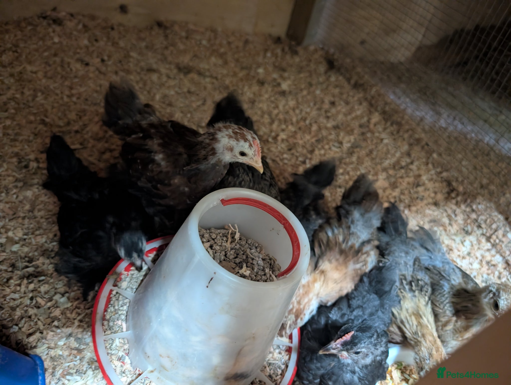 Chickens poultry for sale: Pekins, Quails, Eggs - Contact for availability  - Advert 3