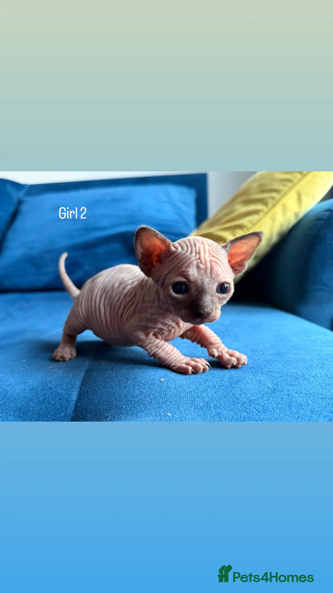 Sphynx cats for sale: 5 stunning sphynx kittens and 1 crazy one - Advert 1