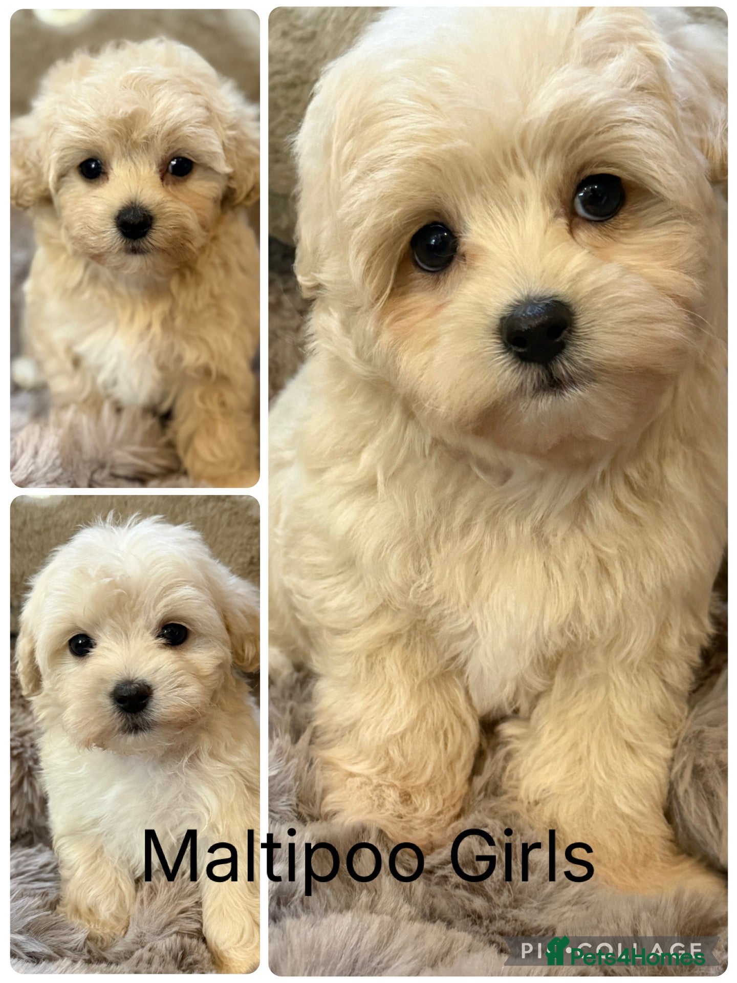 Maltipoo dogs Maltipoo Babies ready now  - Advert 2