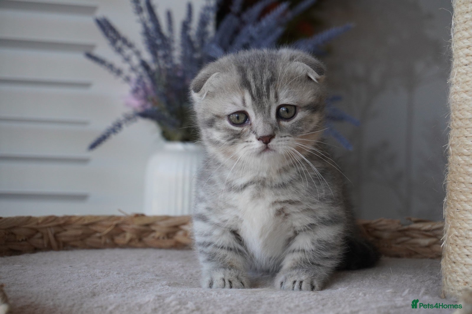 Munchkin cats for sale: ❣️Short Legged available Munchkins - Advert 1