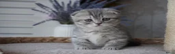 Munchkin cats for sale: Beautiful munchkin kittens - Advert 12