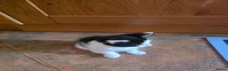 Mixed Breed cats for sale: 2 tuxedo male kittens in Taunton - Advert 9
