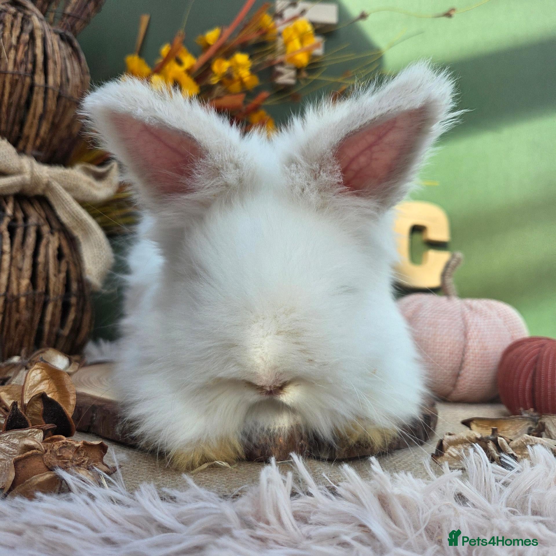 Angora rabbits Last 2 English Angora Bucks - Advert 9