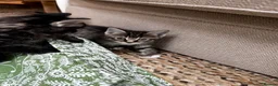Maine Coon cats for sale: 5 Maine Coon kittens looking for their homes 🐾 - Advert 11