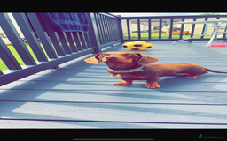 Dachshund dogs for sale: 2 beautiful boys left! - Image 2