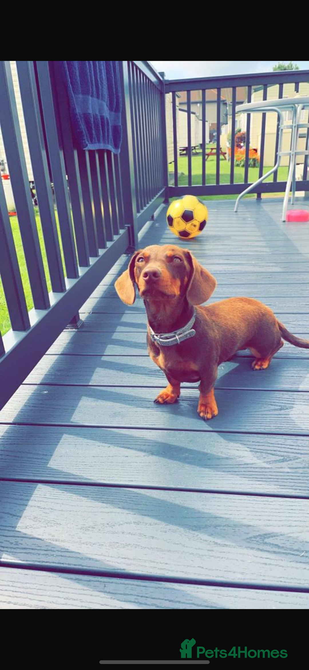 Dachshund dogs for sale: 2 beautiful boys left! - Image 2