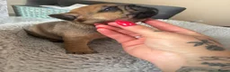 French Bulldog dogs for sale: TOP QUALITY KC REG FRENCH BULLDOG PUPPIES(HEALTHT) - Advert 22