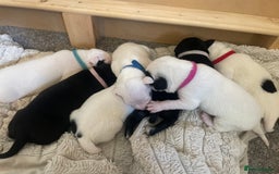 Mixed Breed dogs for sale: Pointerdor puppies  - Image 1