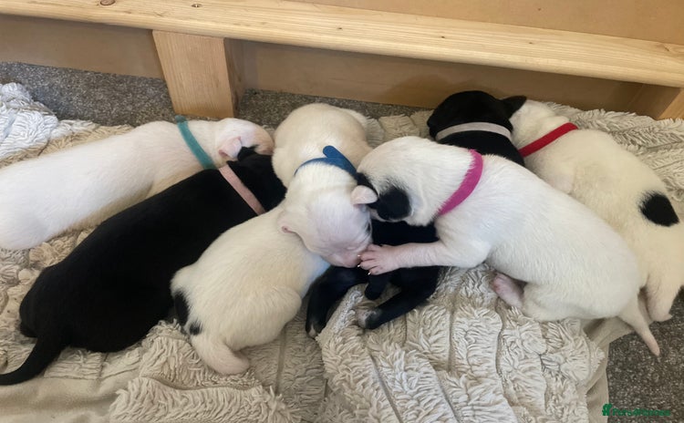 Mixed Breed dogs - Advert 2