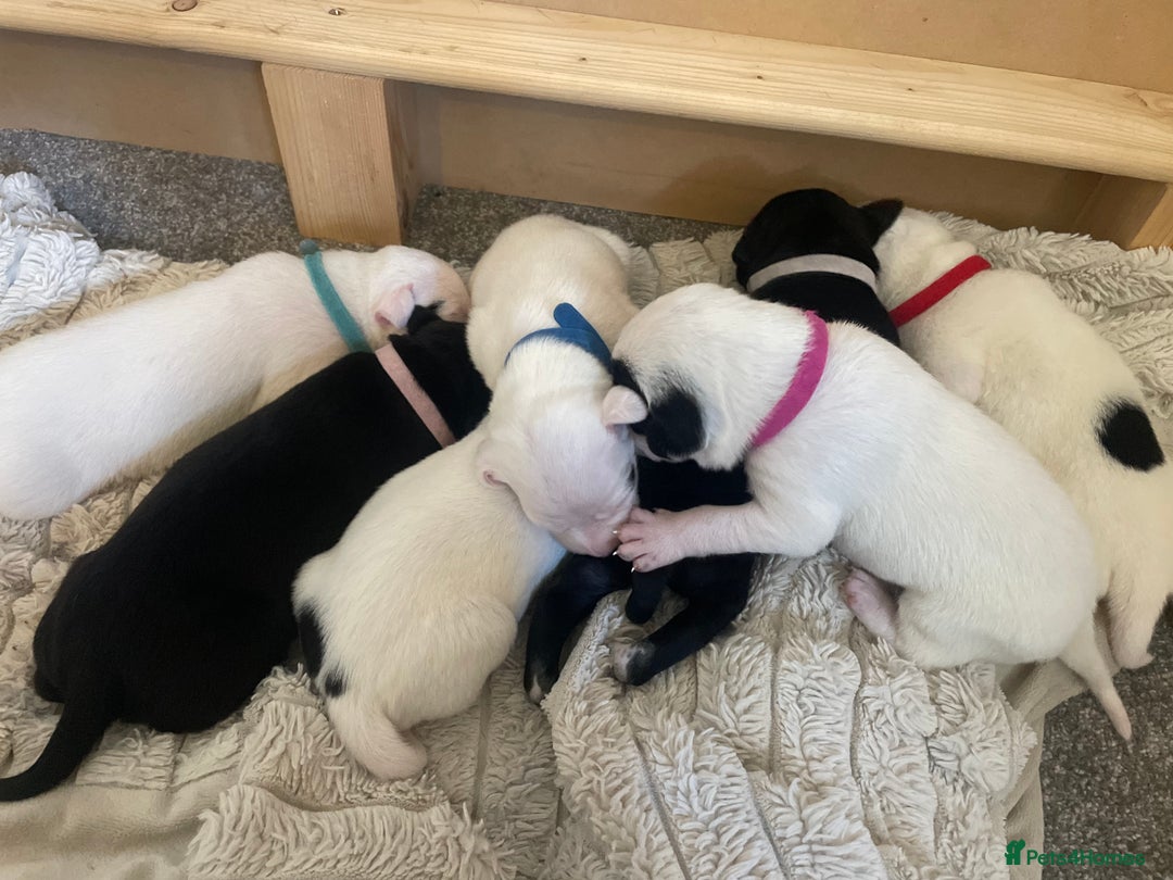 Mixed Breed dogs for sale: Pointerdor puppies  - Image 1