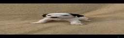 Jack Russell dogs for sale: **outstanding jack russell pups** in Poole - Advert 15