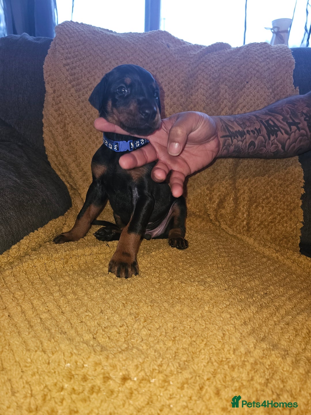 Dobermann dogs for sale: ☆☆DOBERMAN PUPPIES FOR SALE ☆☆ - Advert 19