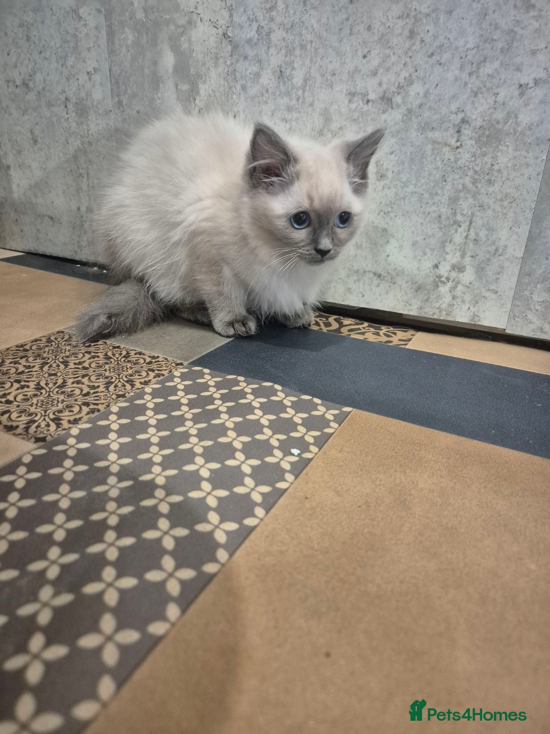 Ragdoll cats for sale: 4 ragdolls ready to leave now  - Image 36